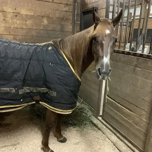 Large stalls indoor barn
