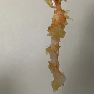 Shrimp Tempura
