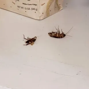 2 roaches in pantry