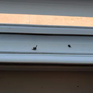 dead bugs on window sill