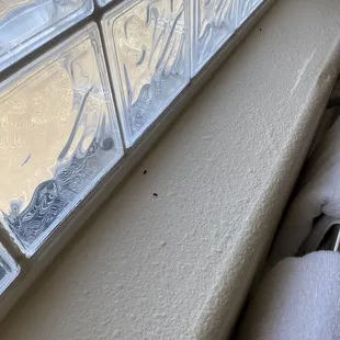 Dead bugs on windowsill