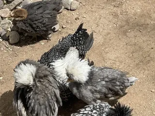 Dan's Boots & Saddles