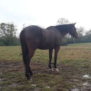 Pumpkin, Pasture  Pal to Solar Strike