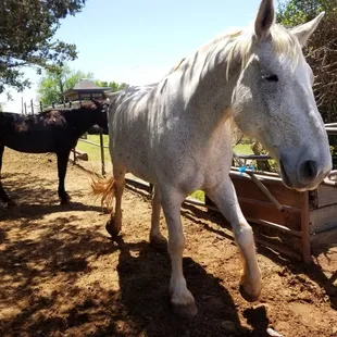 A couple of horses at the stables hearts