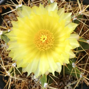 Ferocactus