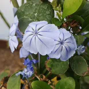 Blue Plumbago