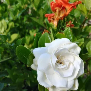 Ever-blooming gardenia