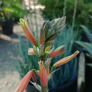 Blue elf aloe
