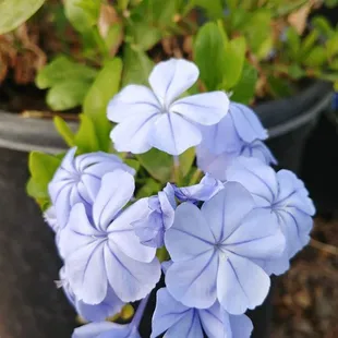 Blue Plumbago