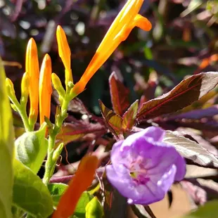 Mexican Honeysuckle and Purple Heart
