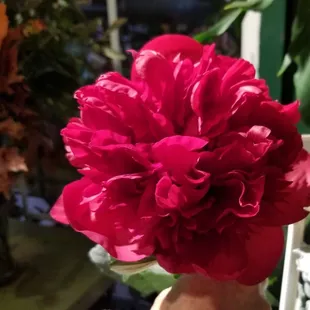 Beautiful peony flowers that you can add to your Thanksgiving centerpiece.