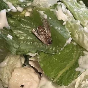 My salad with the dead fly on it