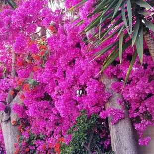 Part of PATIO ... West side Currently this one is in full bloom!