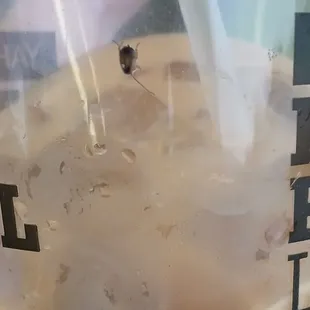 There was a cockroach in my latte