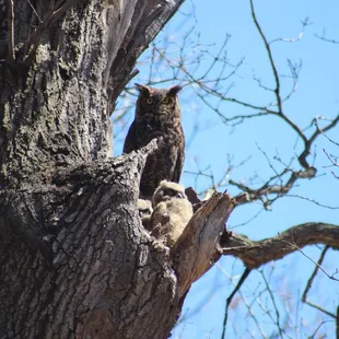 Great Horned owl family