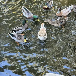 Feeding the ducks...