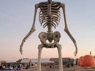 Bobby Dazzler's Pumpkin Patch and Christmas Trees