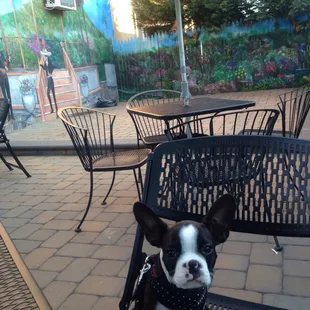 Dog friendly outdoor seating- Judith loves la chancla