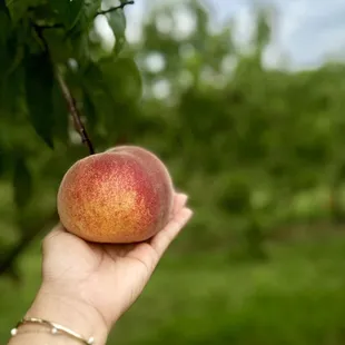 a person's hand holding a peach