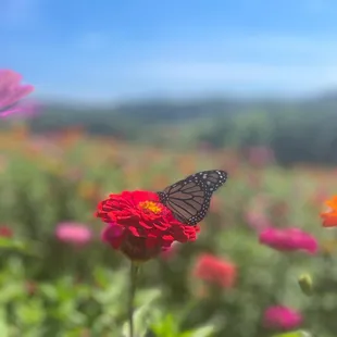 a monarch butterfly on a red flower