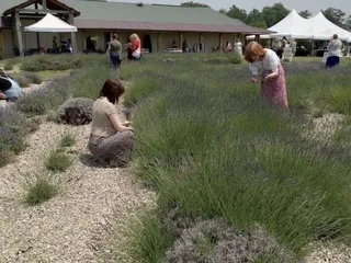 White Diamond Lavender Farms