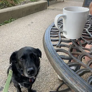 a black dog on a leash and a coffee cup