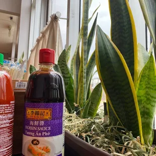 Snake  plants good