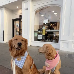 Dog Friendly! Just be aware, it is a small space