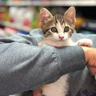 Does your pet need nutritional advice consultations? Simply Diego's provides access to organic, premium, and raw diets, and a...