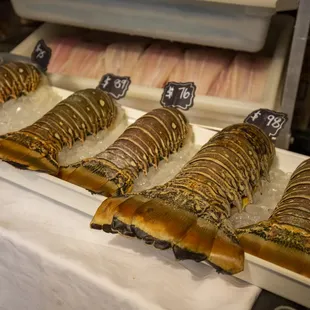 Giant Brazilian Lobster tails MP