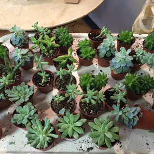Simply Garden