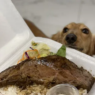 a dog looking at a meal in a styrofoam container