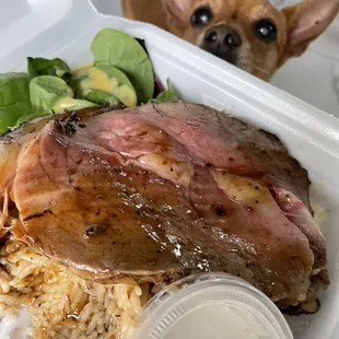 a dog looking at a meal in a styrofoam container