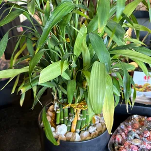 a potted bamboo plant