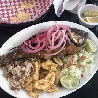 Tilapia