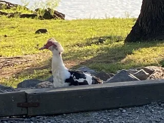 Moutardier Campground