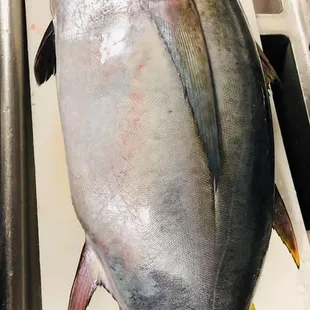 Local bigeye tuna at Single Fin Thai-Sushi