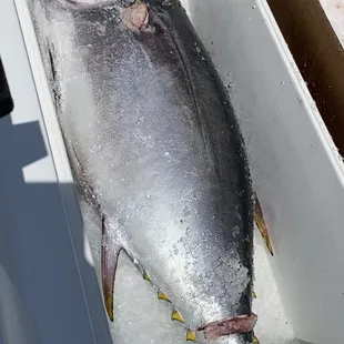 Local fresh tuna at Single Fin Thai-Sushi (update 9/5/2020) #freshandlocal