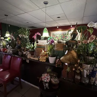 So many well cared for orchids!