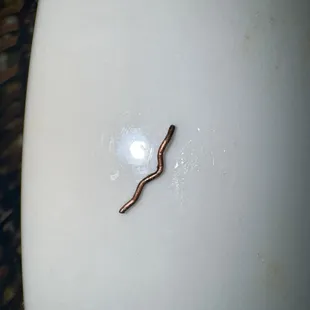 How did I find out? Well teeth can't definitely chew a wire.  Disgusting