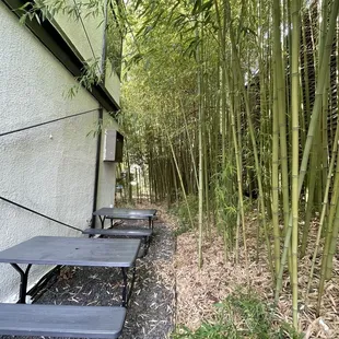 Great bamboo forest setting, we spotted a giant panda family languidly eating the leaves.