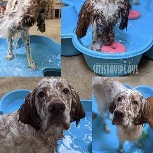 Brophy loved the pool at Sit! Stay! Play!