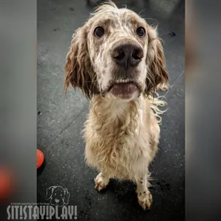 Brophy the English Setter at Sit! Stay! Play!