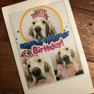 Celebrating Garwood birthday at Sit! Stay! Play!