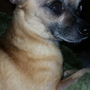 Daisy.  Always a happy chihuahua at Sit Stay Play.