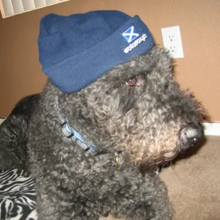 Nigel, a sweet 13 year old Airedale Terrier mix.