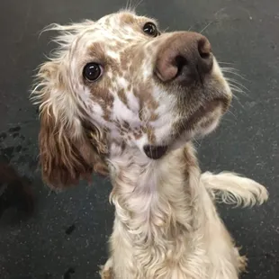 Brophy the English Setter at Sit! Stay! Play!