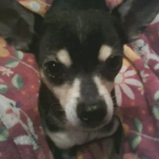 Hugo says he's all ears for Sit Stay Play.  He always has so much fun.