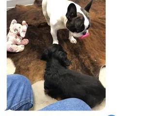 Wheels, Walks, and Wags