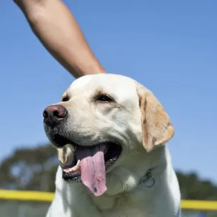 Pet Sitting and Dog Walking Specials Available in Laguna Niguel. Call (918) 809-5740. Also Serving: Dana Point, Aliso Viejo, San